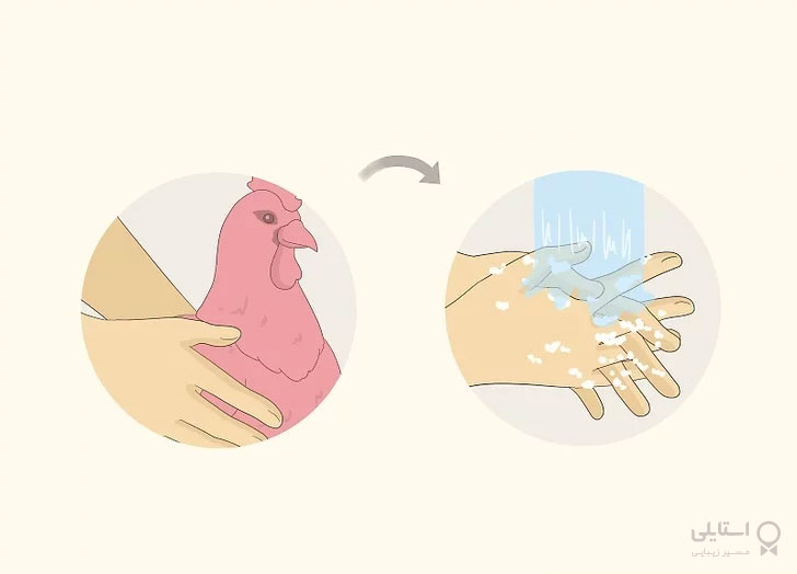 شستن دستها پس از دست زدن به مرغ